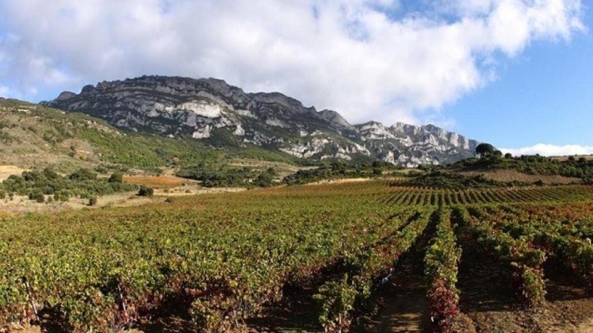 País Vasco aviva la guerra del vino en Rioja pide que Planas cambie la