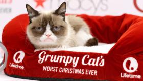 Grumpy Cat