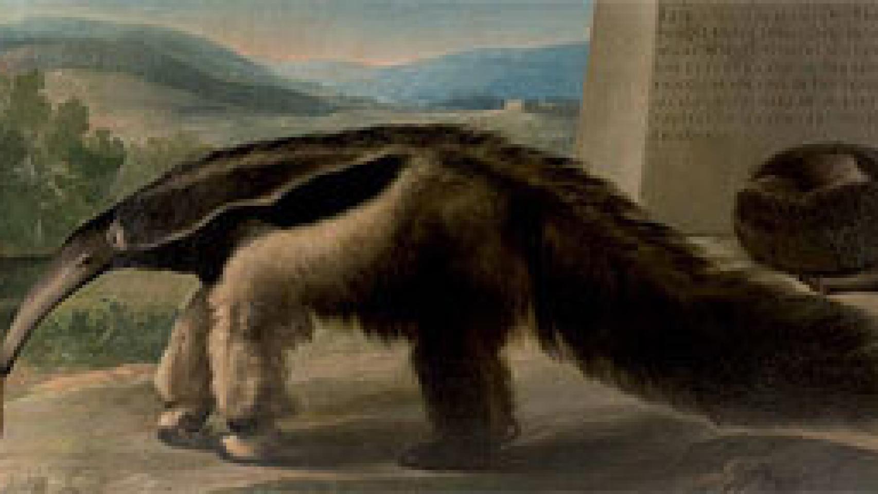 Image: ¿Un oso hormiguero pintado por Goya?