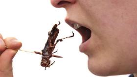 dieta_insectos