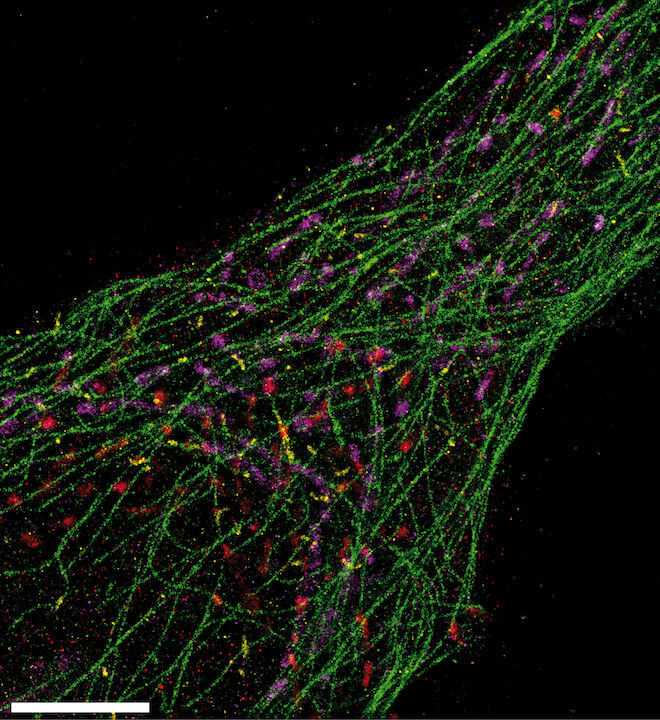 adn-fluorescente-1