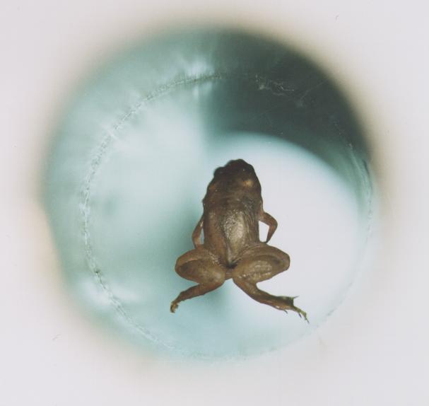 Frog_diamagnetic_levitation