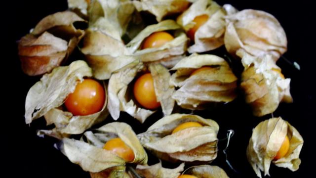 Physalis