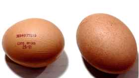 Defectos de calidad en los huevos de gallina