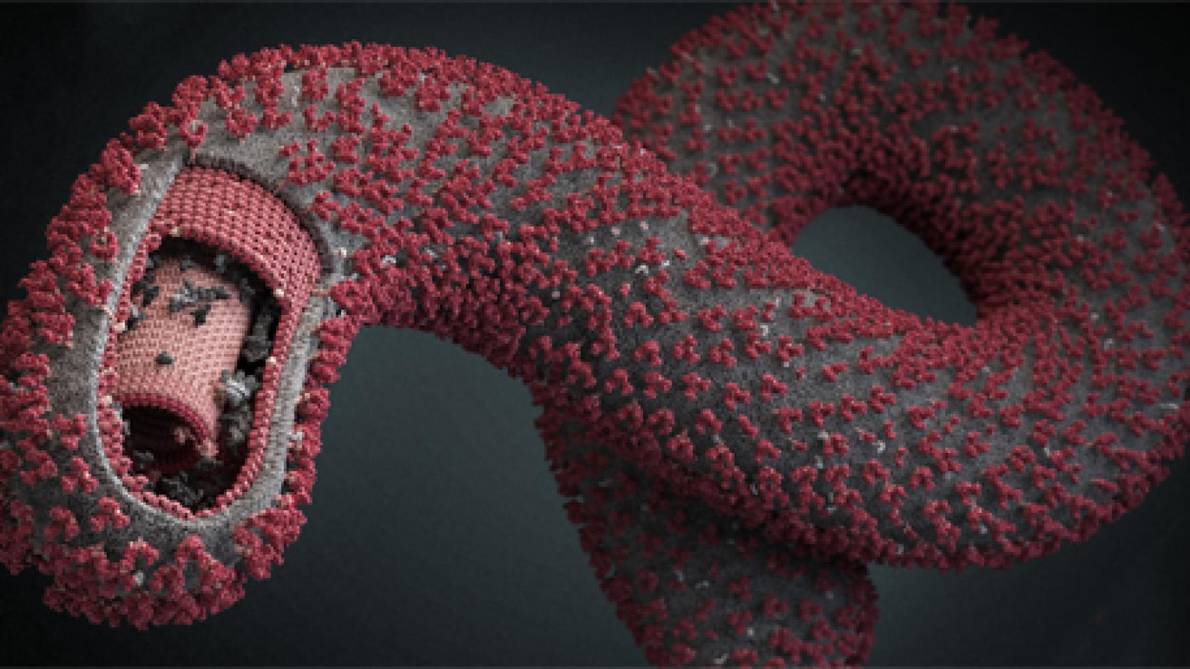 Image: En las entrañas del virus del Ébola