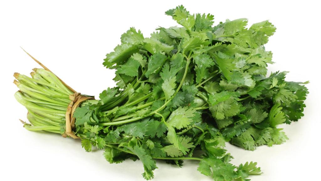 cilantro