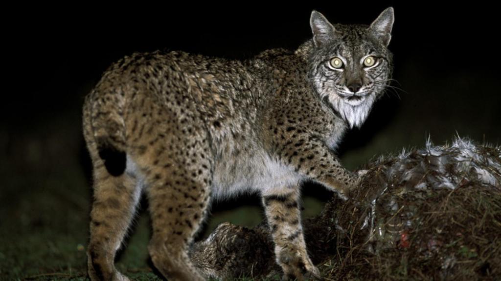 Nat Geo Wild desvela 'El misterio del lince ibérico'