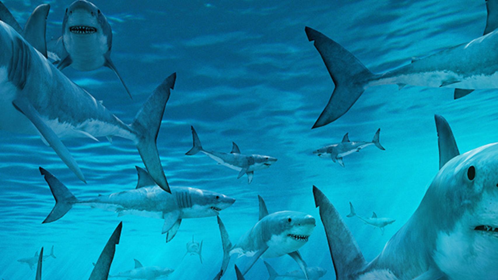 Los tiburones más grandes reviven la 'sharkmanía' en Discovery Max