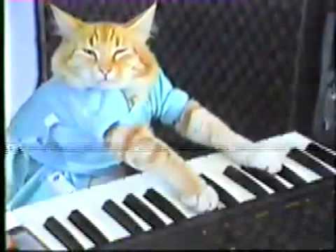 gato keyboard cat