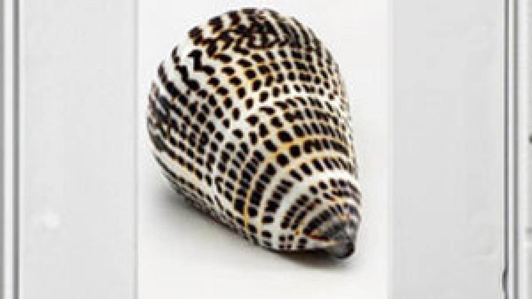 Image: José Ramón Amondarain: pintar el grumo