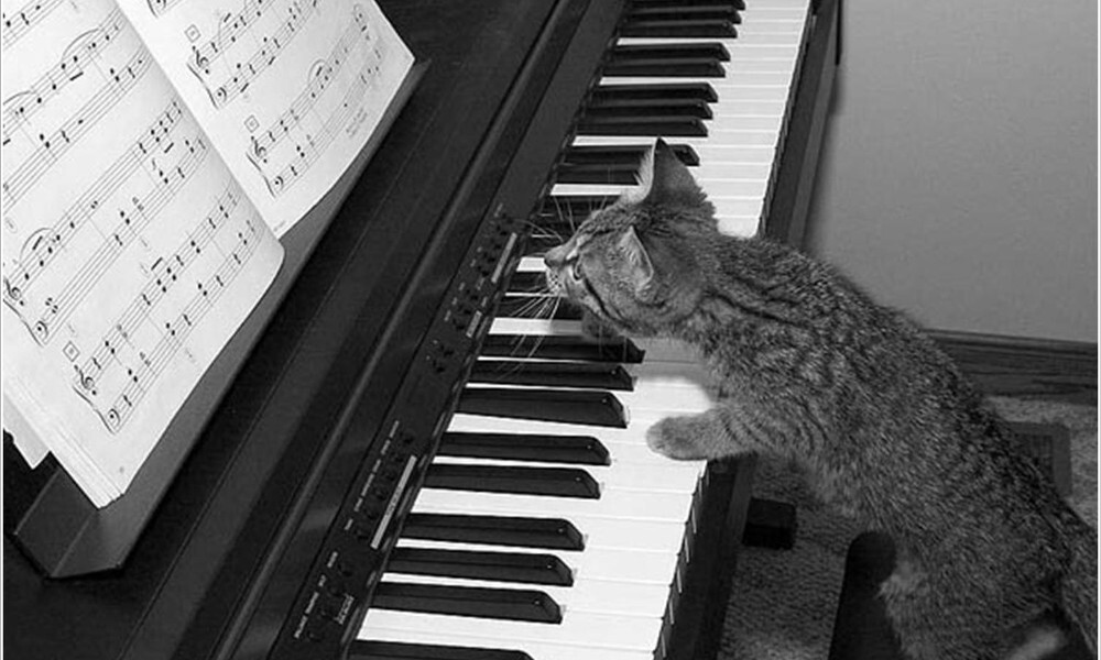 gato musica