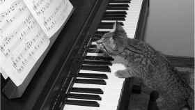gato musica