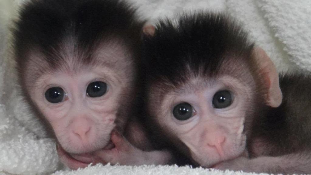 germline monkeys