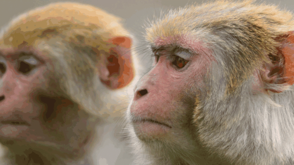 rhesus_macaque