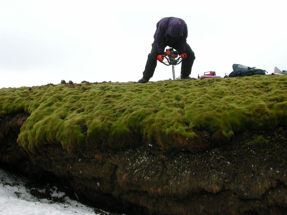 moss extract