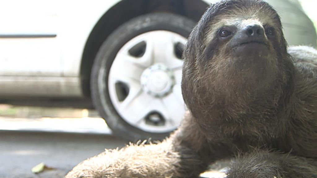 Nat Geo Wild muestra la vida salvaje de las ciudades en 'La jungla urbana'