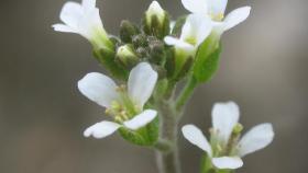 Arabidopsis