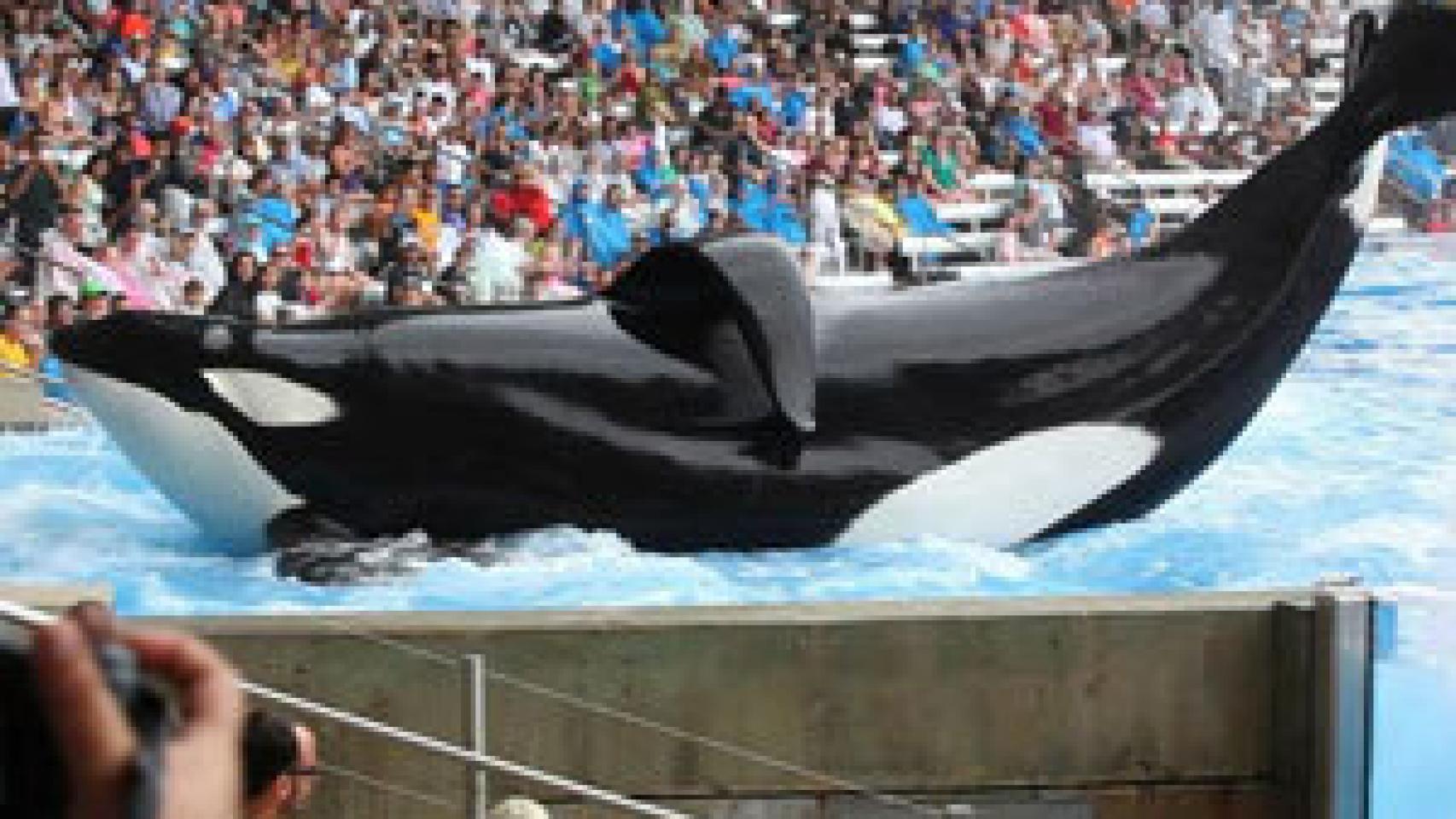 Image: Blackfish, todo está conectado