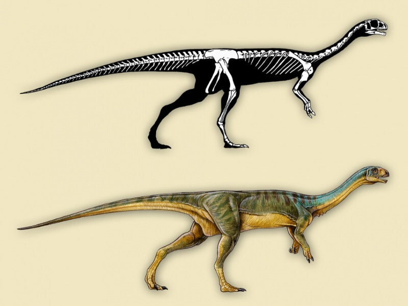 chilesaurus dinosaurio 2