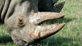 cuerno rinoceronte 2