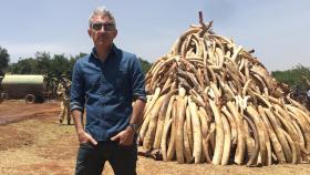 'Colmillos de sangre', el negocio que mata miles de elefantes, en Canal +