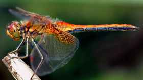 El cerebro de las libélulas, ¿la clave de los sensores del futuro?