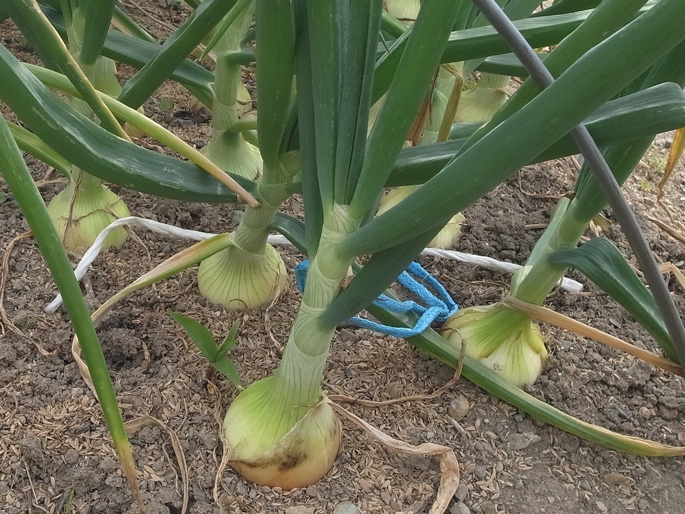 cultivar-cebollas-02