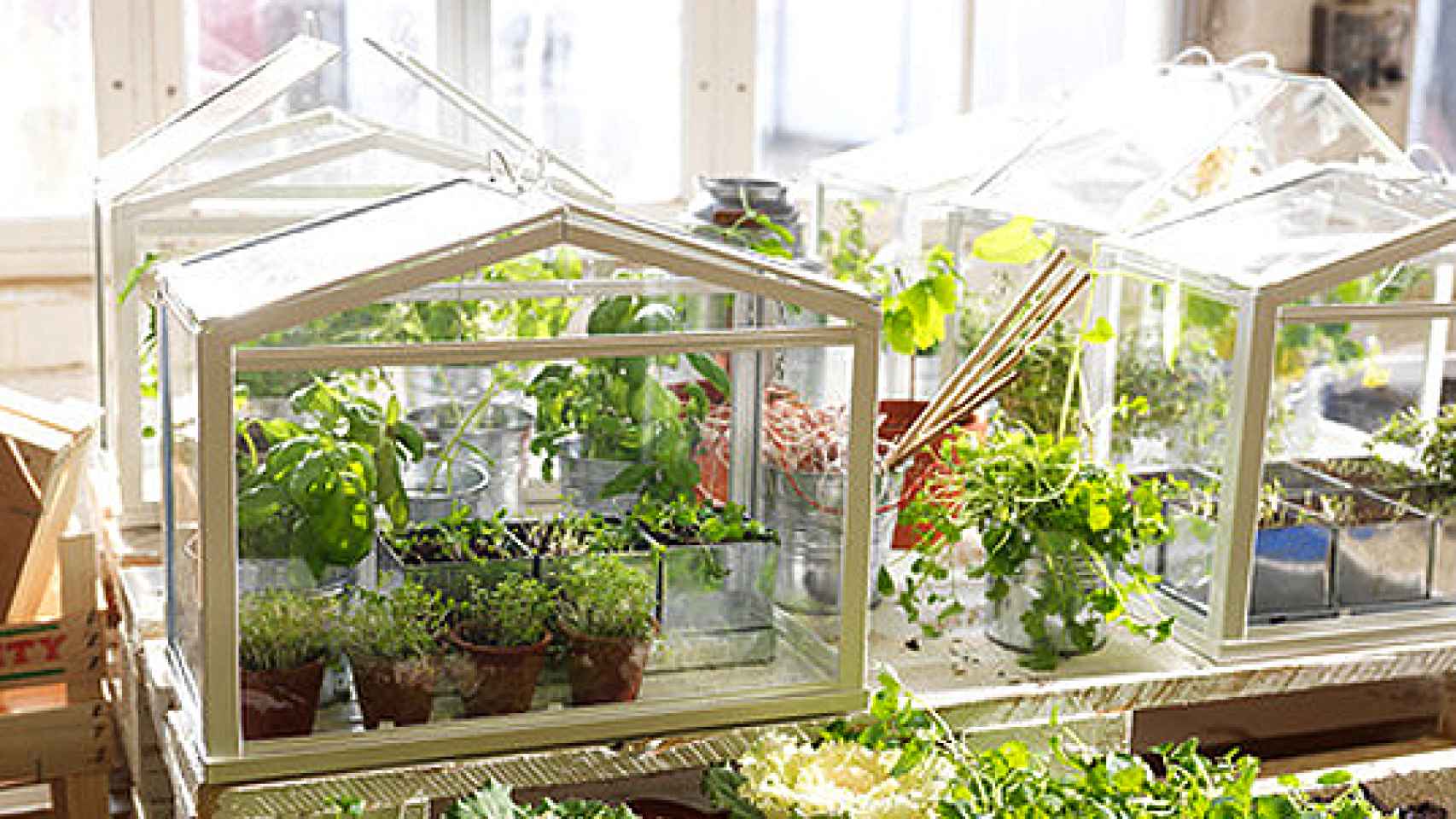 Mini invernadero pequeño kit de invernadero portátil con clavos en forma de  U y pala para cultivo de plantas en interiores y exteriores