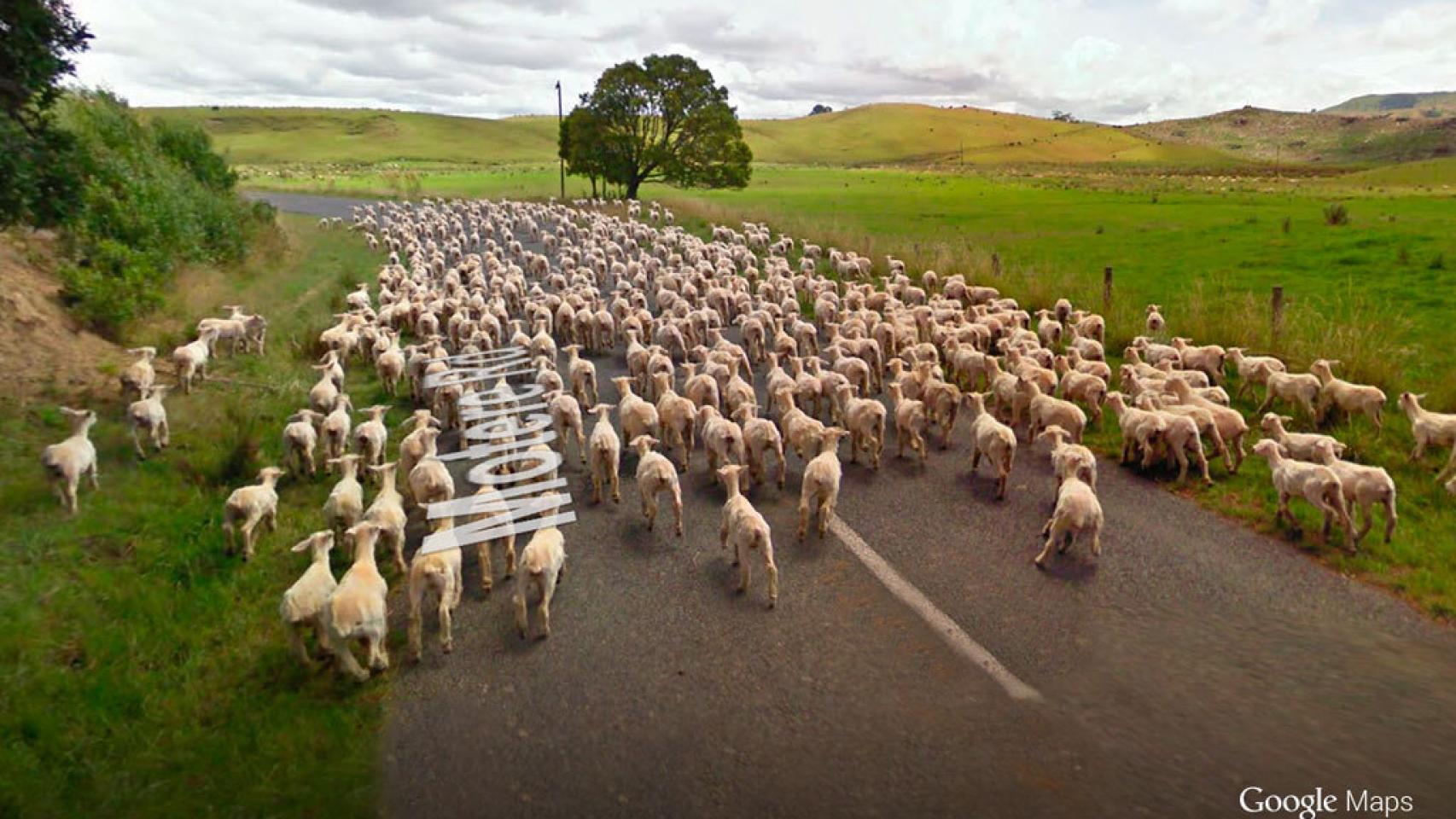 Cuenta ovejas para dormir con Google Sheep View