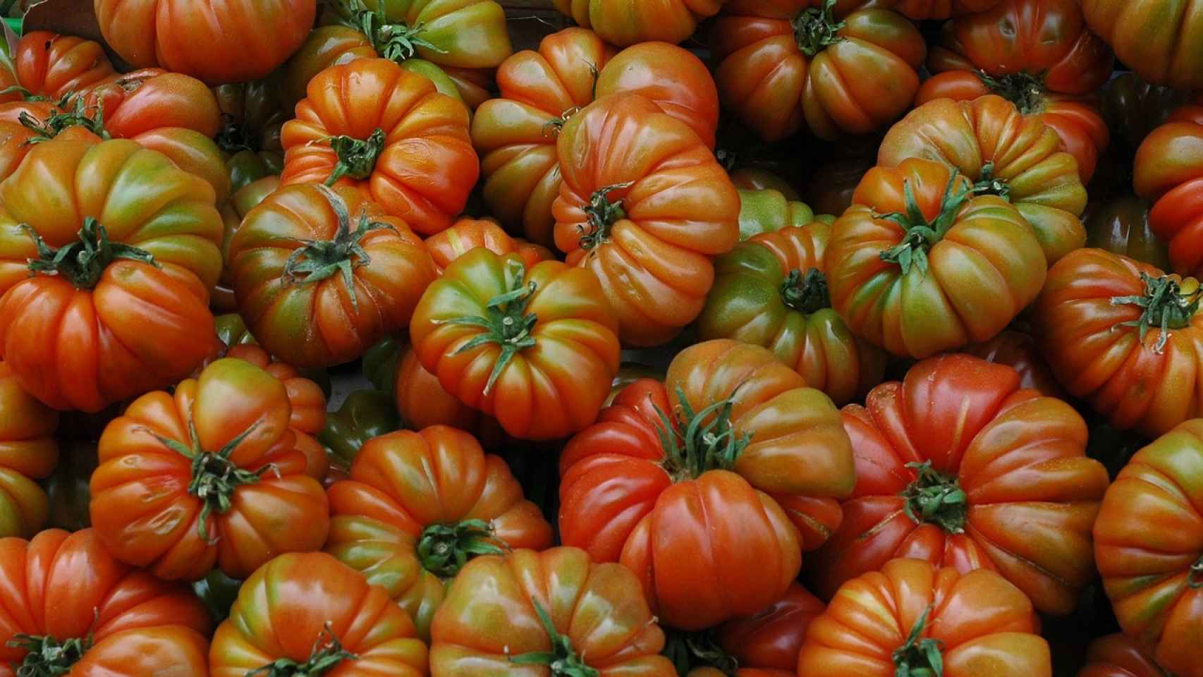 tomates-raf