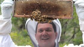 intel abejas 3