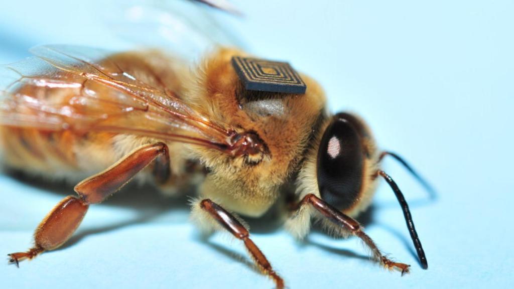 intel abejas 5