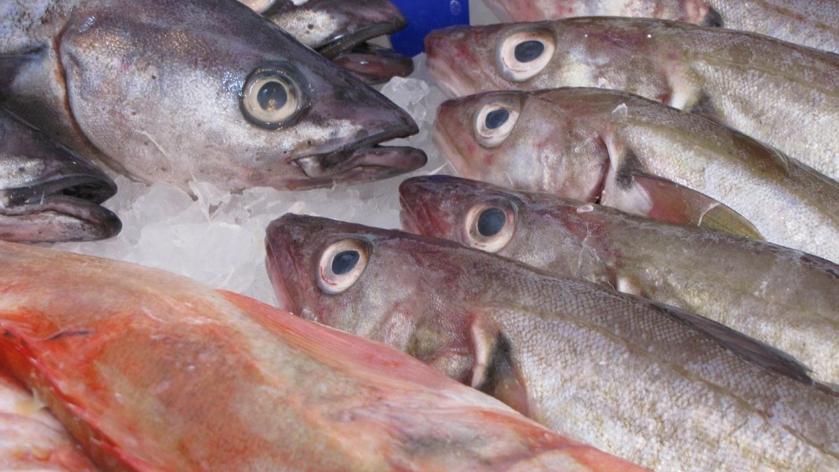 Cómo diferenciar un pescado fresco de uno en mal estado
