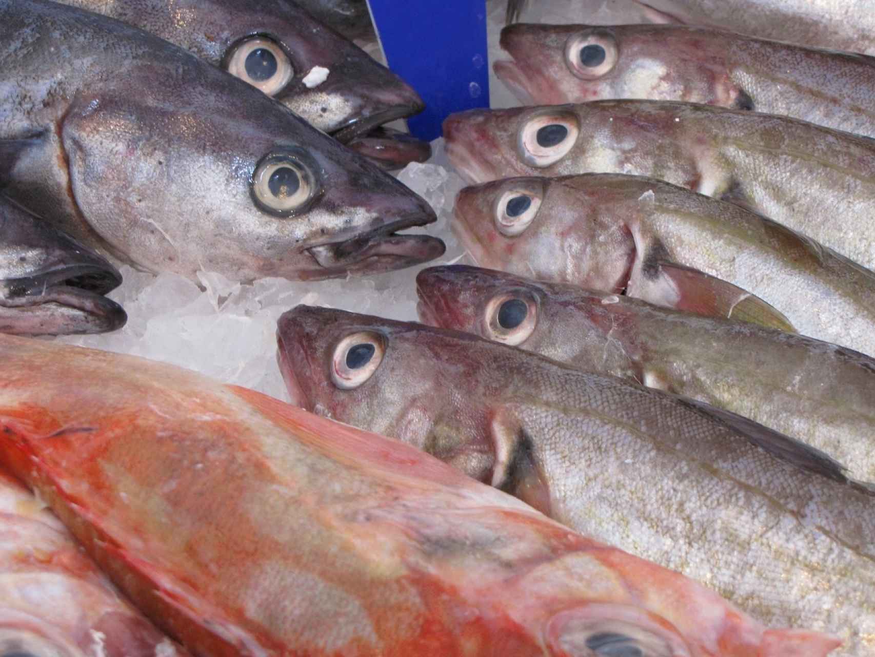 Cómo saber si el pescado es fresco