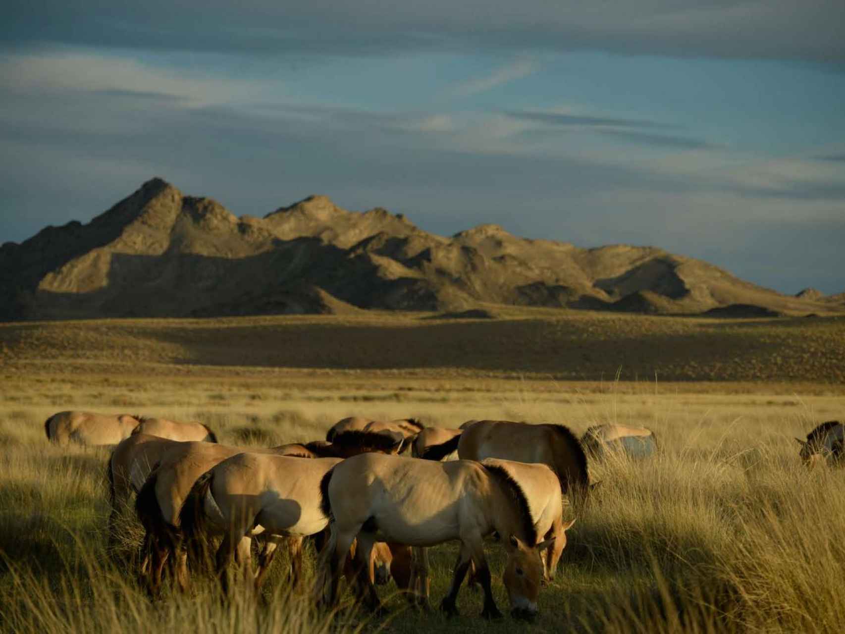 Un grupo de caballos Przewalski reintroducidos en Khomiin Tal, Mongolia.