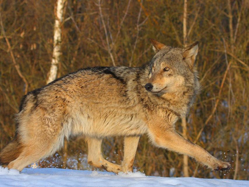 La población de lobos se ha disparado en la zona