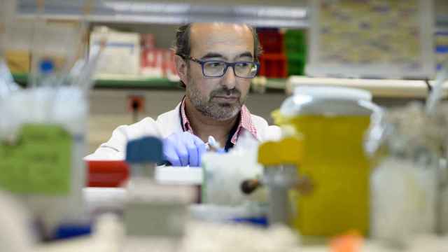 Hidalgo trabaja con ratones avatar en su laboratorio en Madrid