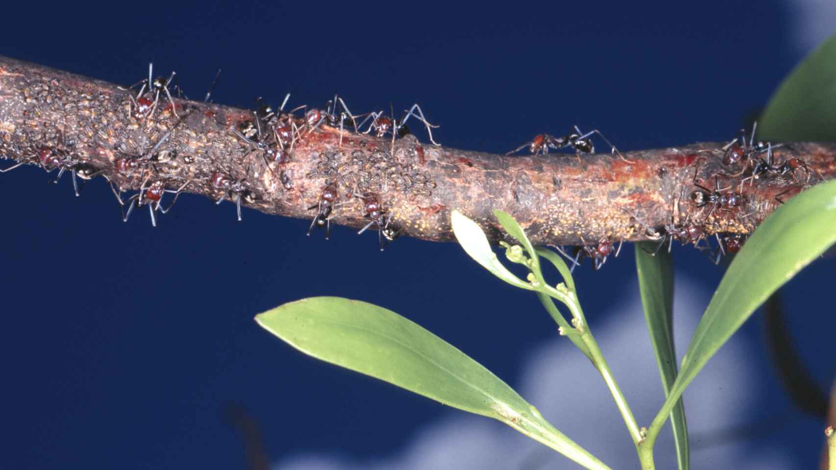 La búsqueda de alimento condiciona las redes de las hormigas.