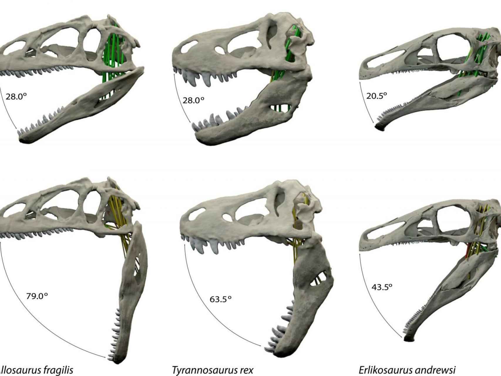 Apertura óptima y máxima apertura de las fauces de dinosaurios estudiados.
