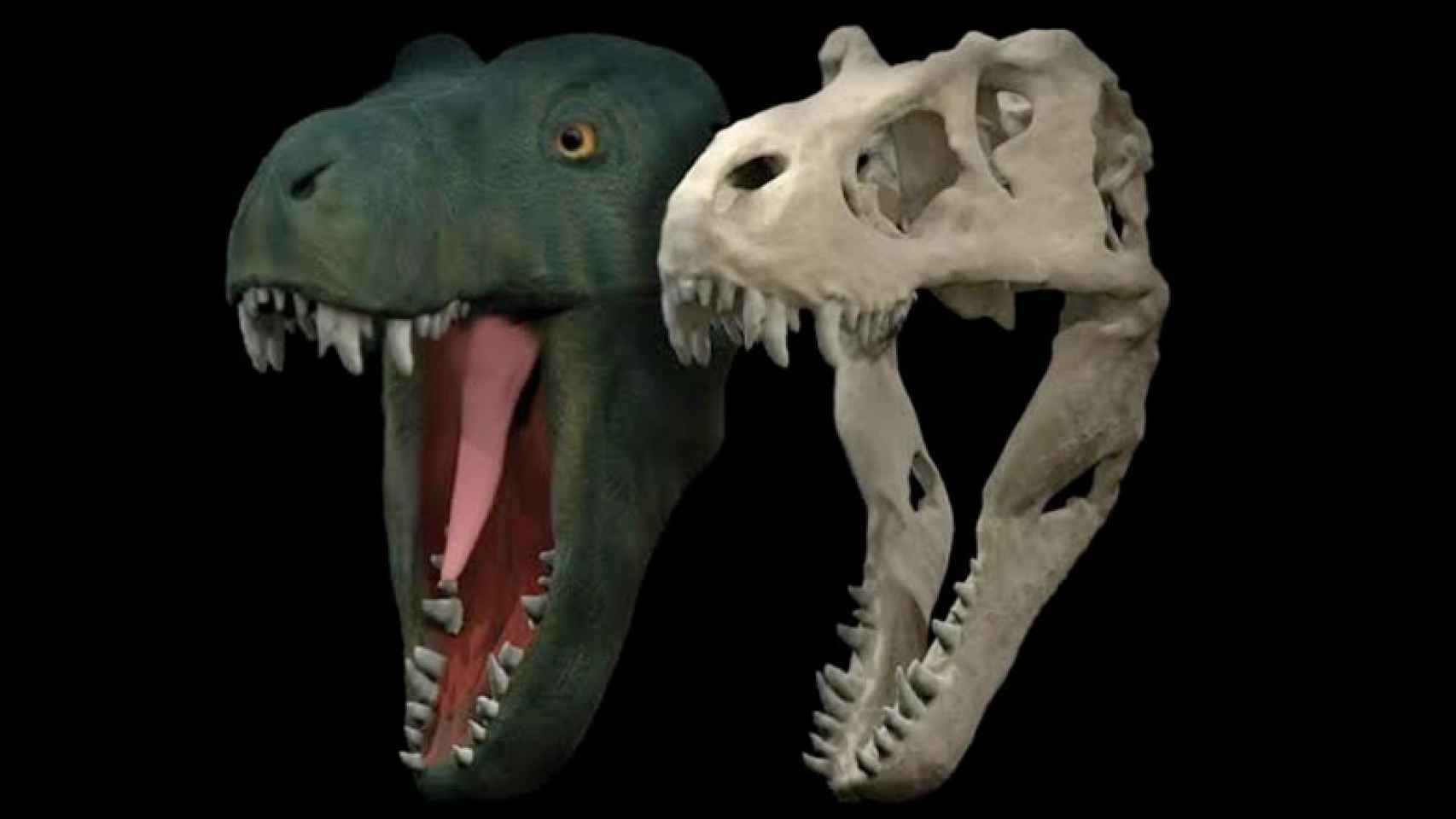 La terrorífica mandíbula de un tiranosaurio.