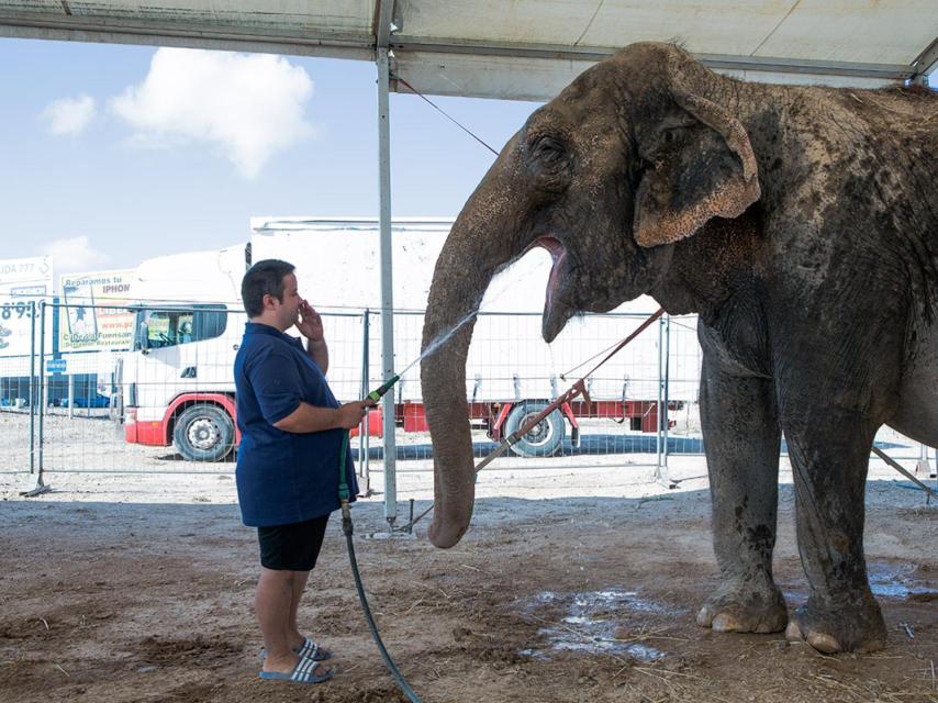 Enys riega la boca de la elefante Raya.