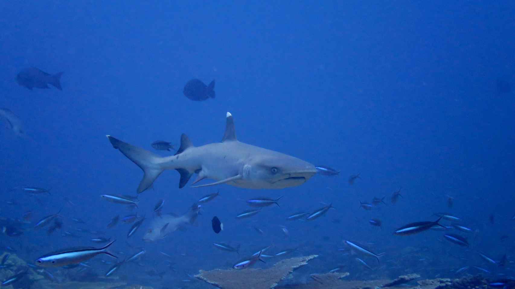 Un tiburón en el territorio británico del Océano Índico.