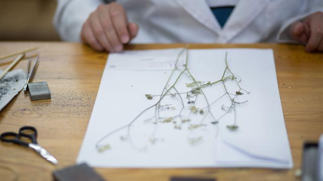 Uno de los investigadores del Real Jardín Botánico.