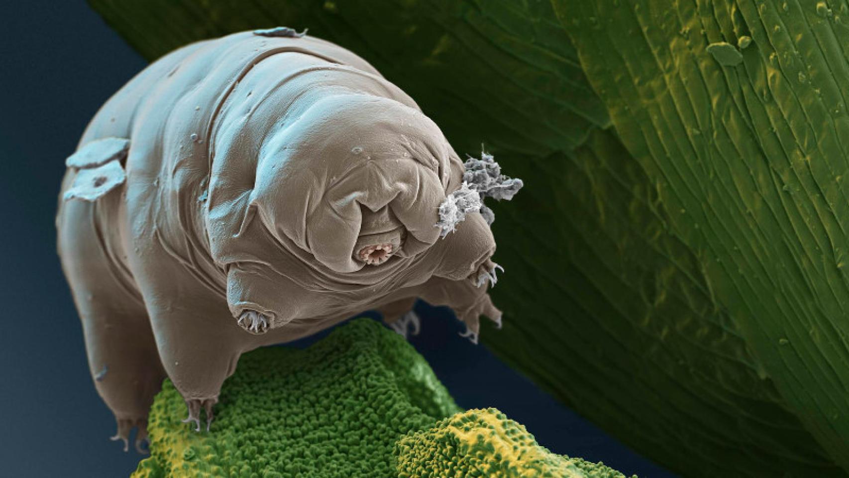 tardigrado 3