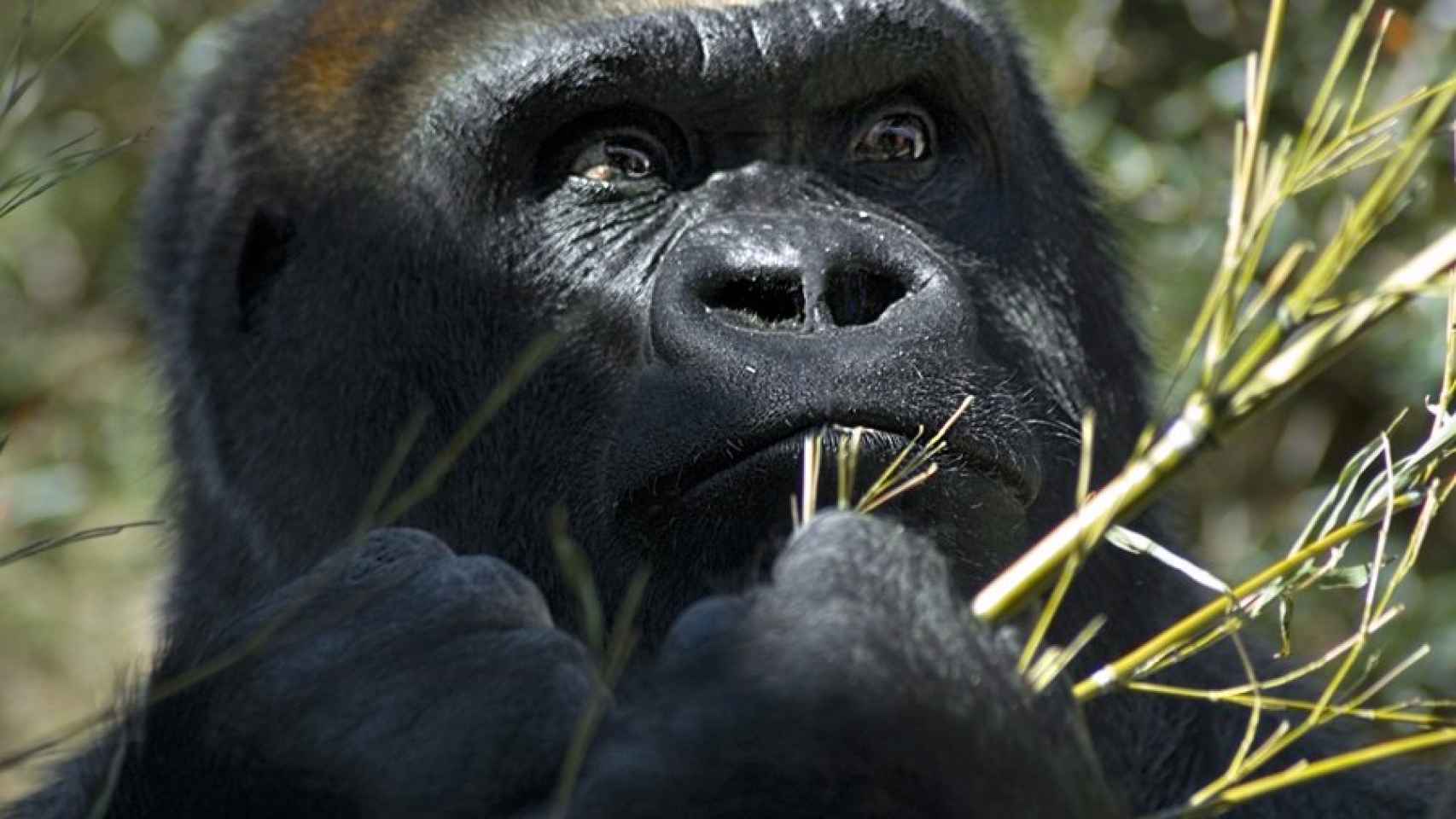 En los gorilas, el macho alfa es el líder incuestionable del grupo.