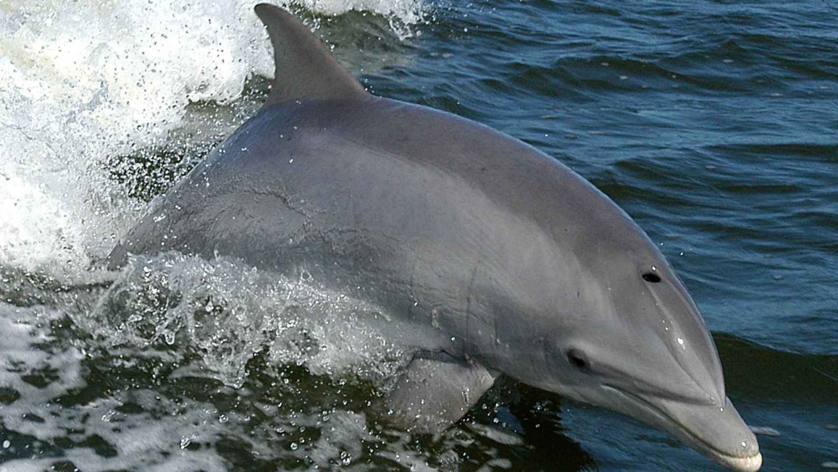 Los delfines reparten el liderazgo cuando cazan en grupo.