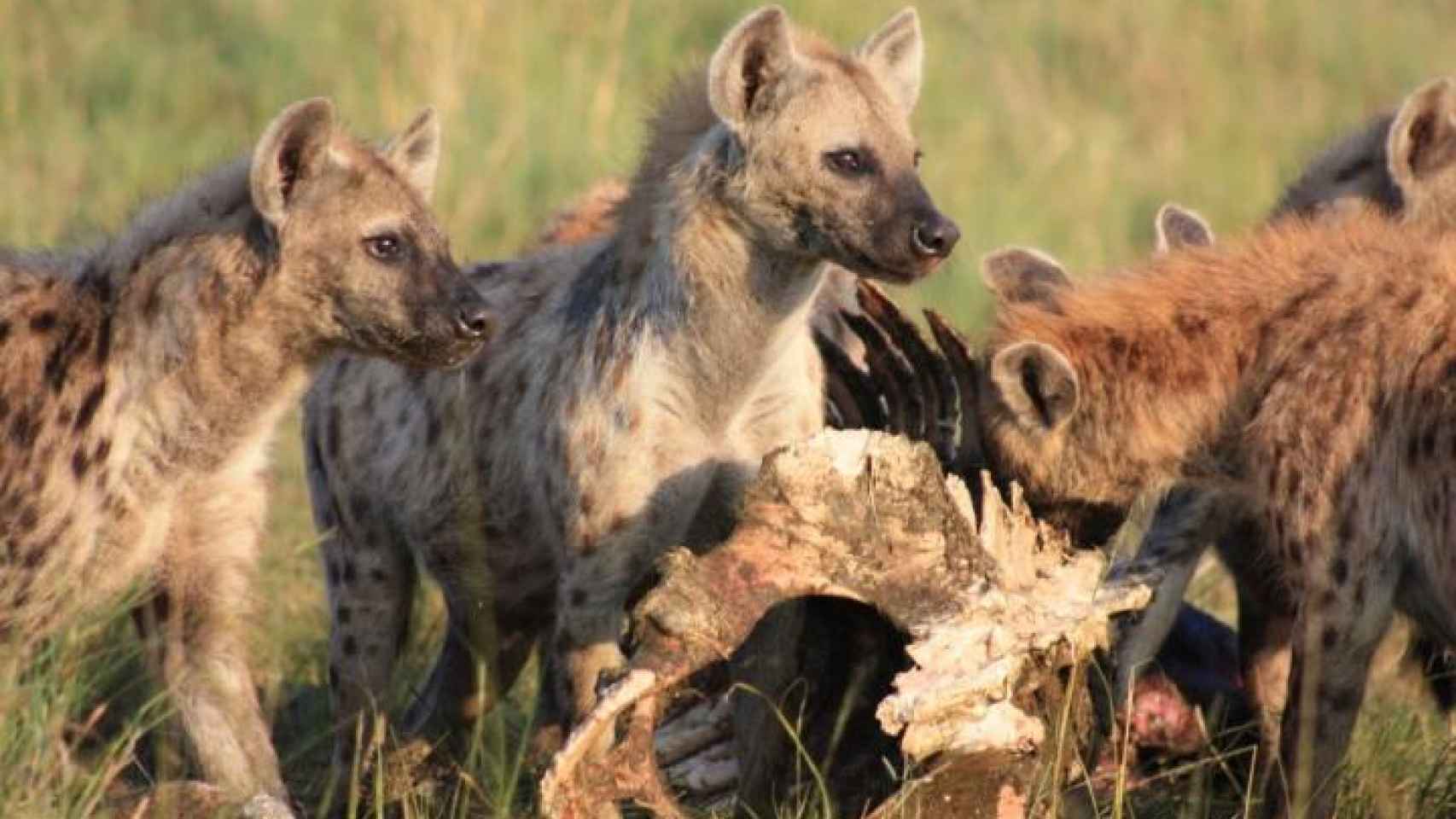 Las hienas heredan el poder, de madres a hijas.