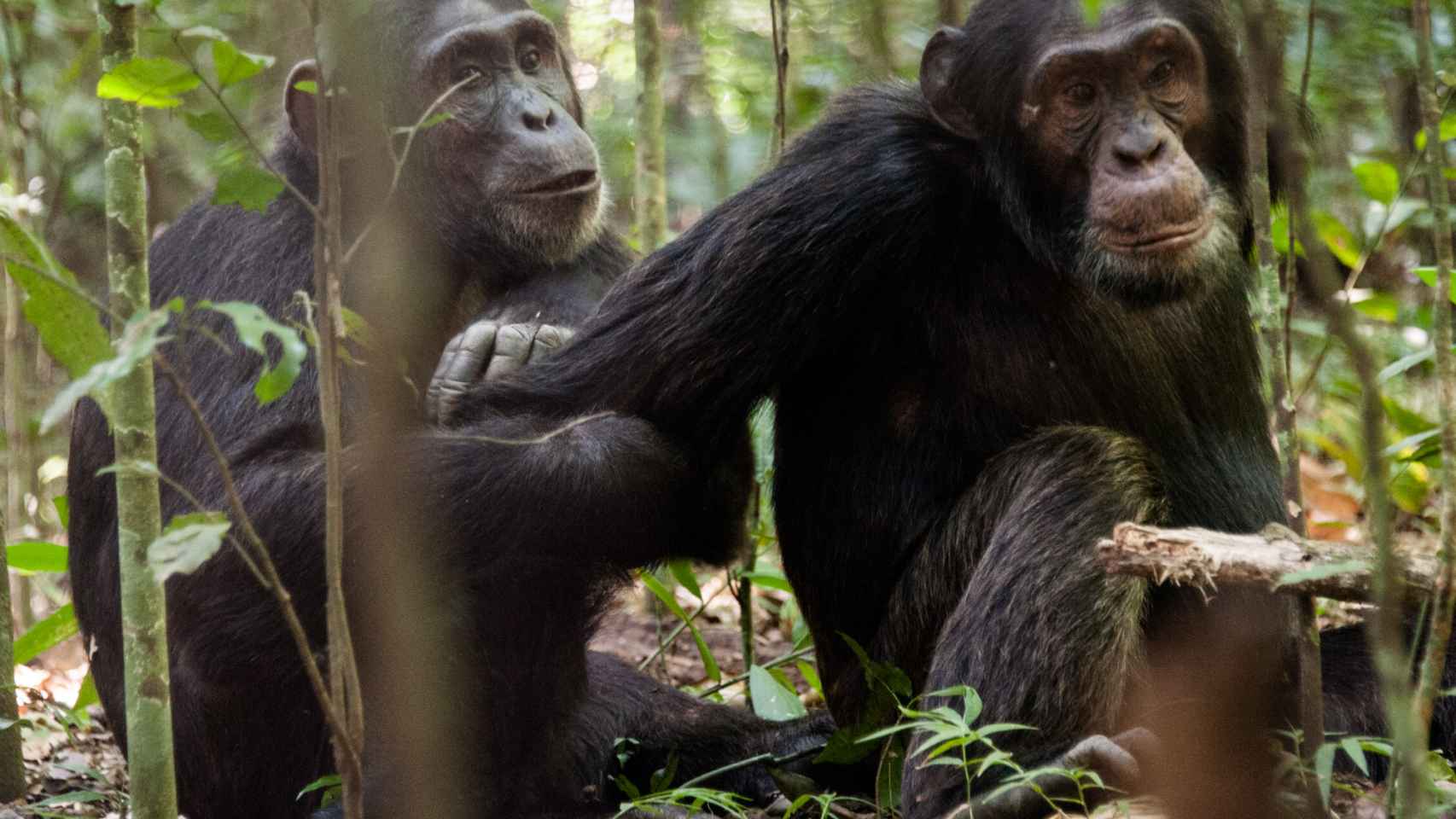 Los chimpancés forman coaliciones con un macho alfa.