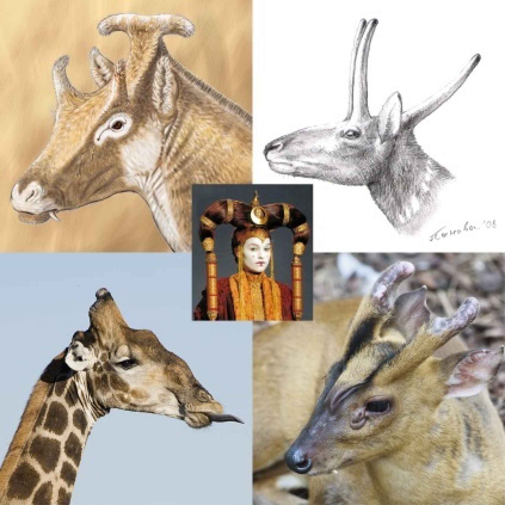 Xenokeryx (un paleomerícido), Pediomeryx (un dromomerícido), Muntiacus (un servido) y Giraffa (un jiráfido). En el centro, la reina Amidala.