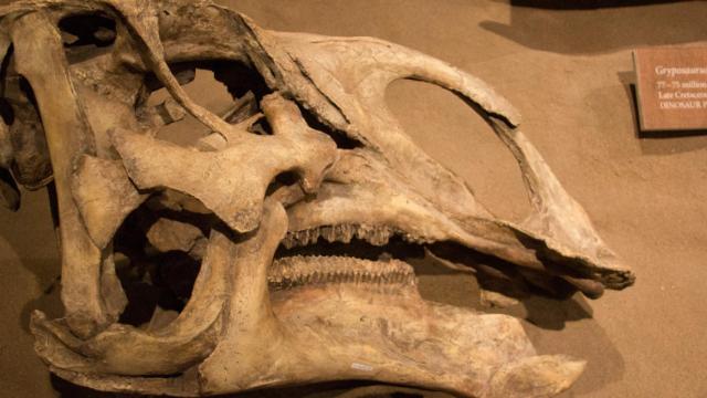 vasossanguíneosdedinosaurio1